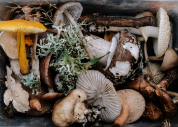 콜레스테롤 낮추는 음식 방법 수치