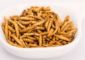 항암치료에 좋은 고소애